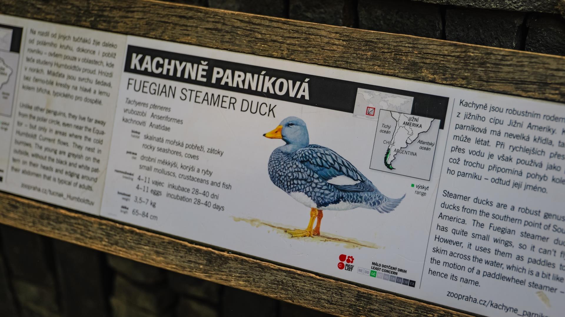 Pražská paroplavba kmotrem kachyní parníkových — fotografie 1