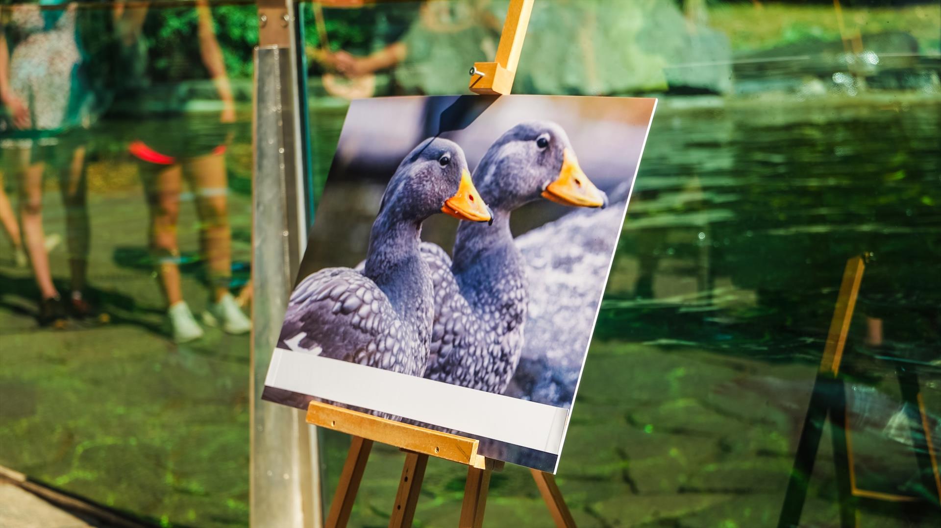 Pražská paroplavba kmotrem kachyní parníkových — fotografie 50