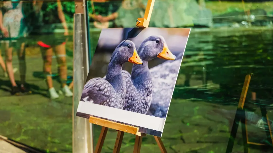 Pražská paroplavba kmotrem kachyní parníkových — fotografie 50